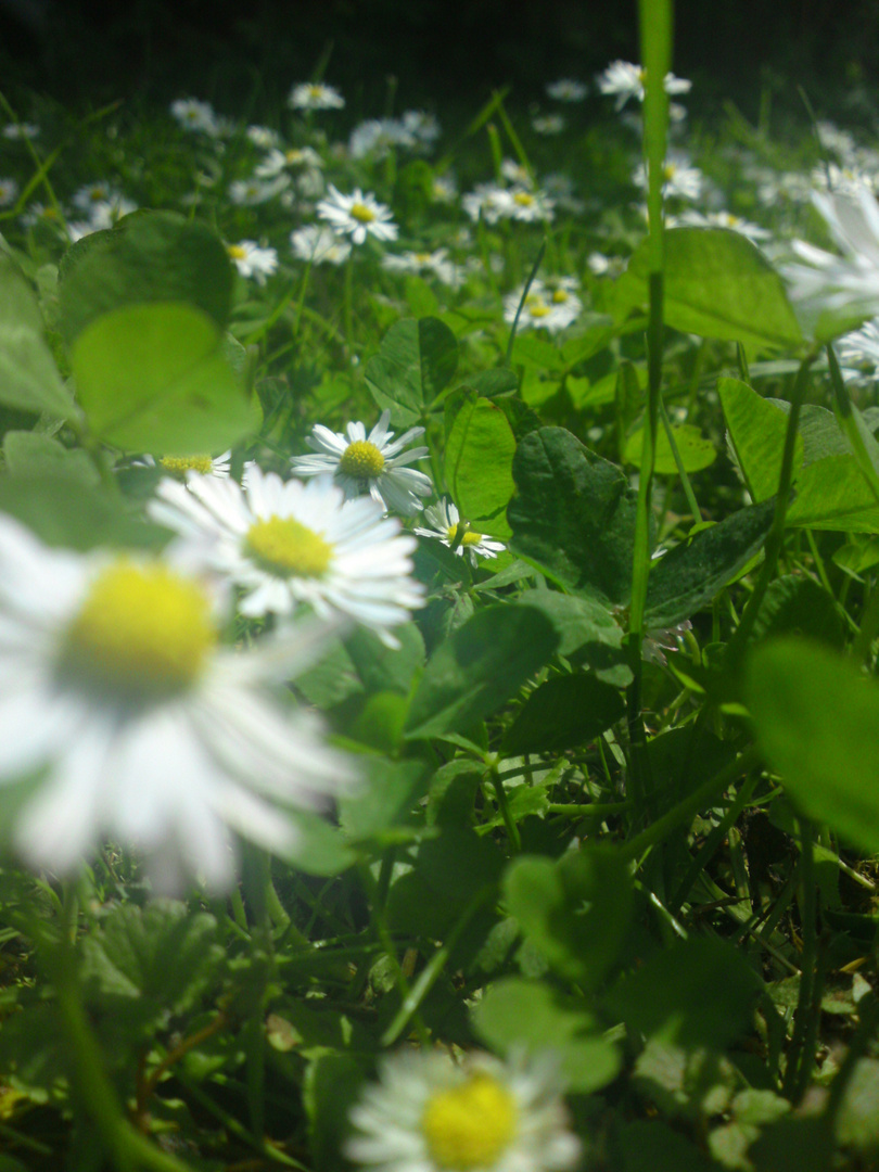 Gänseblümchen ! :)