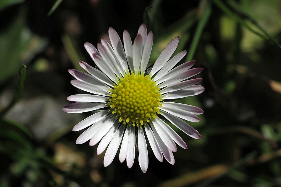 Gänseblümchen 21