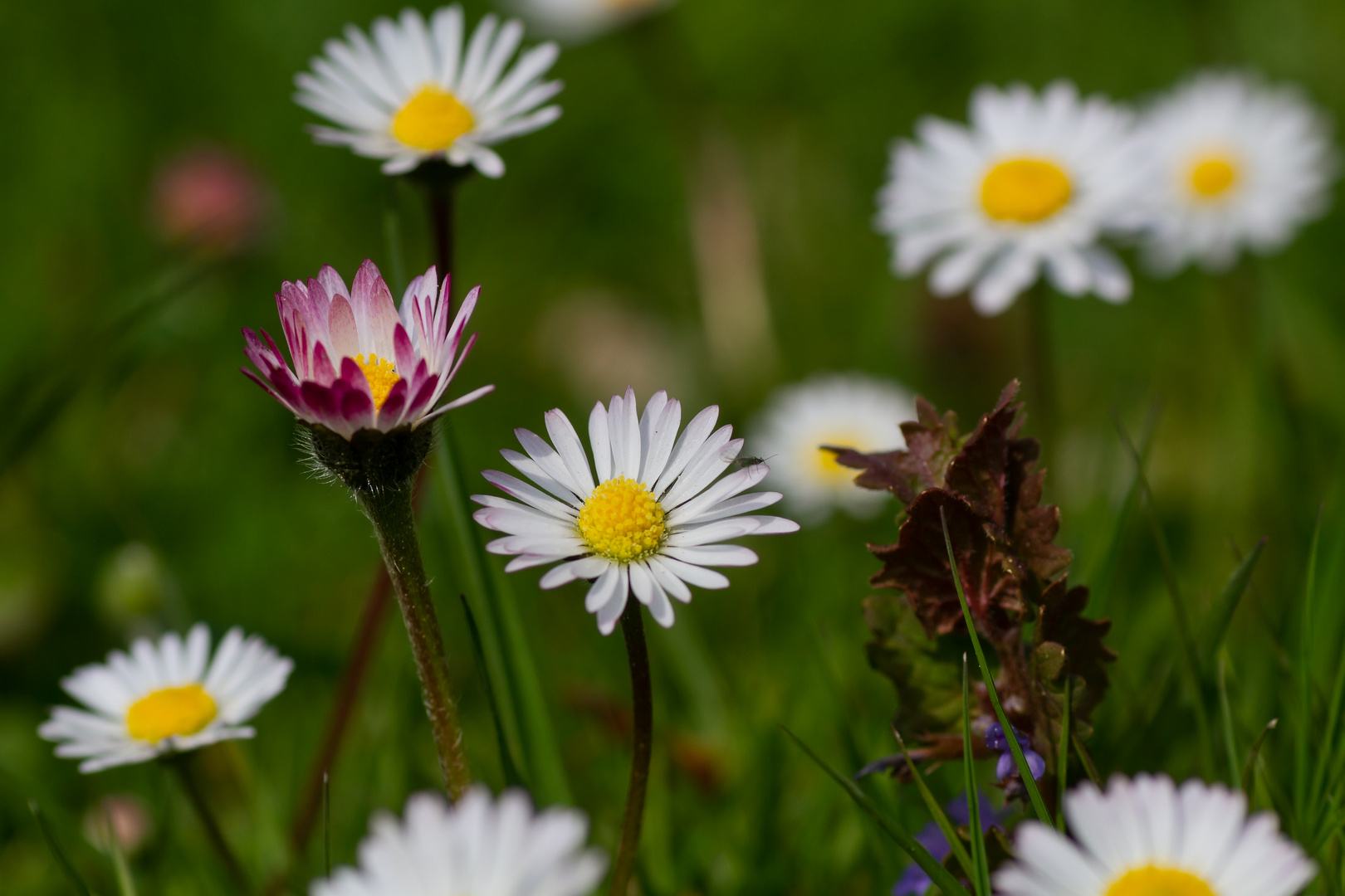 Gänseblümchen