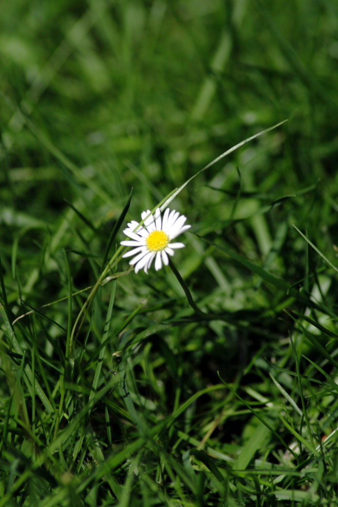 Gänse.....Blümchen...