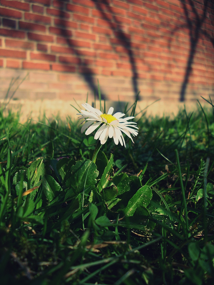 Gänseblümchen.