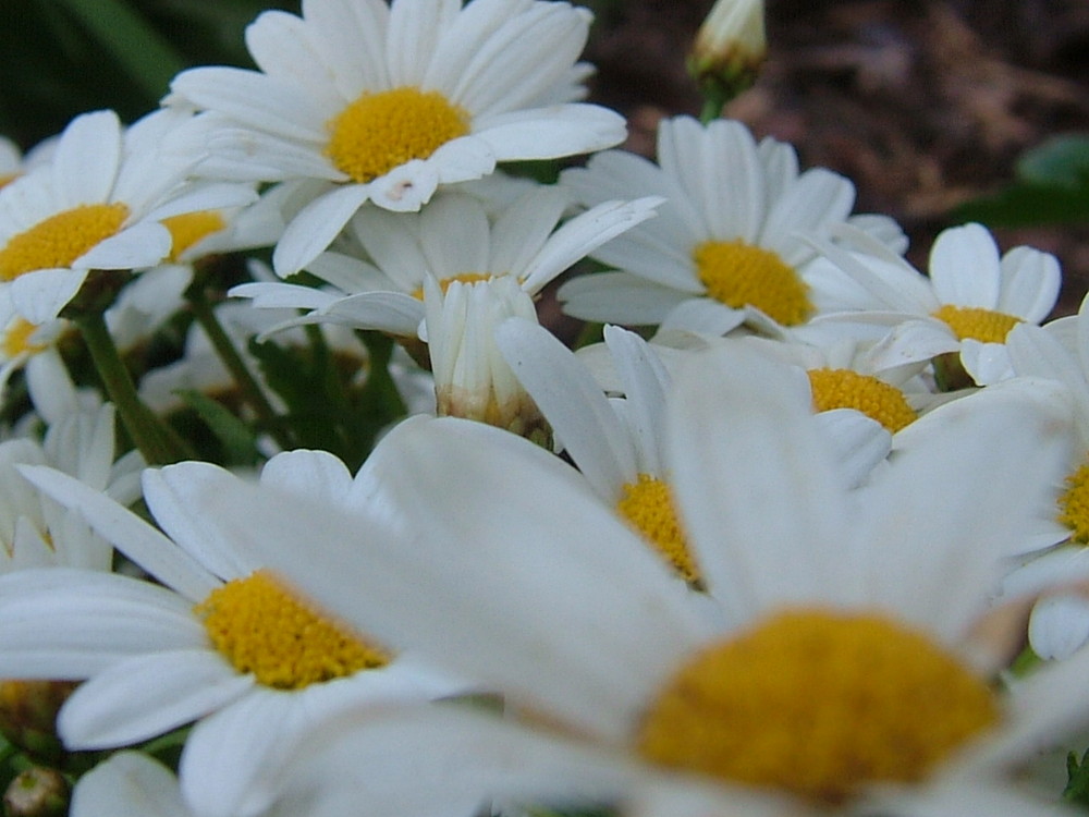 Gänseblümchen