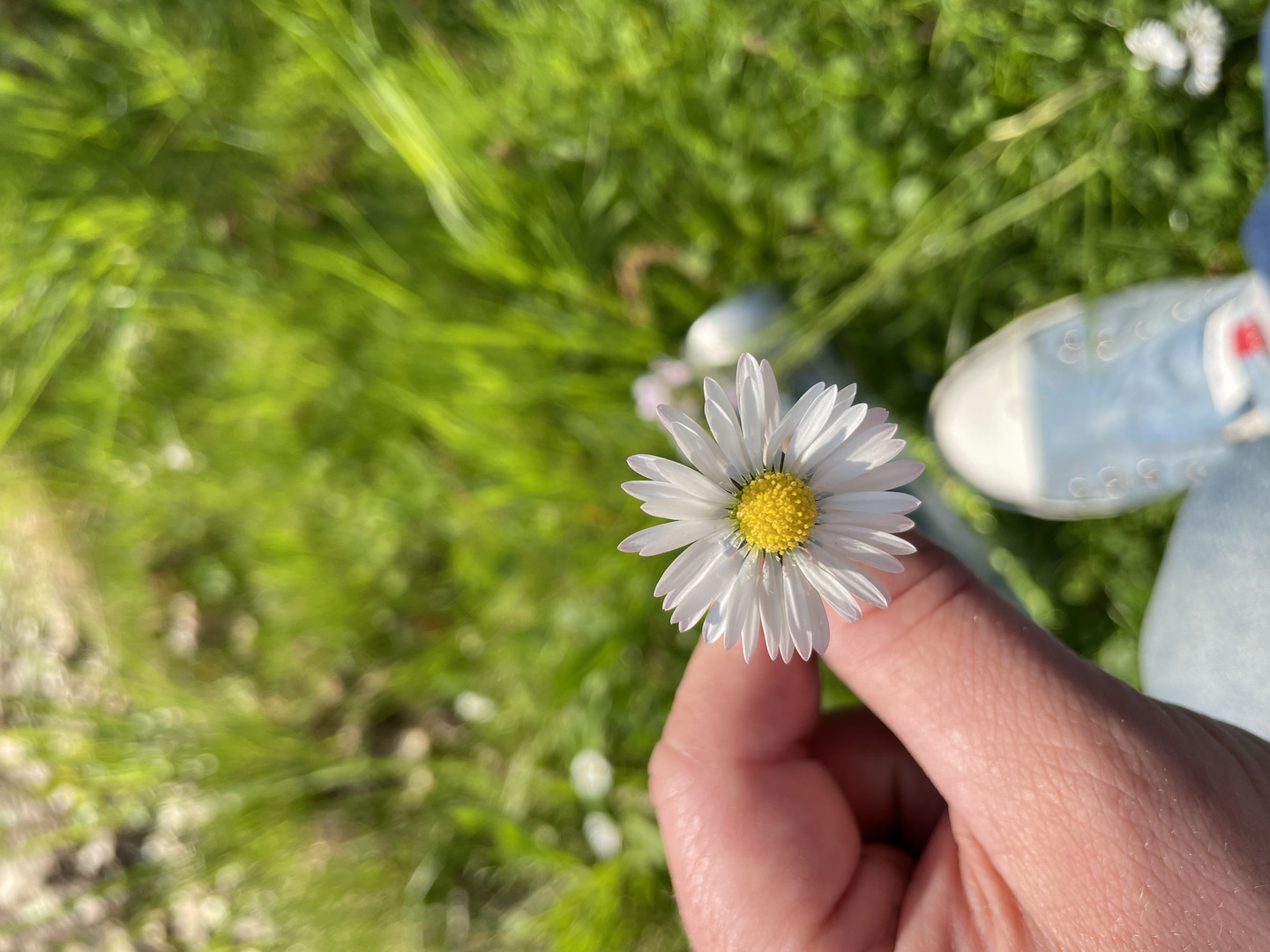 Gänseblümchen 