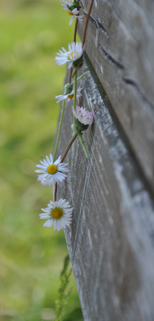 Gänseblümchen