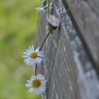 Gänseblümchen