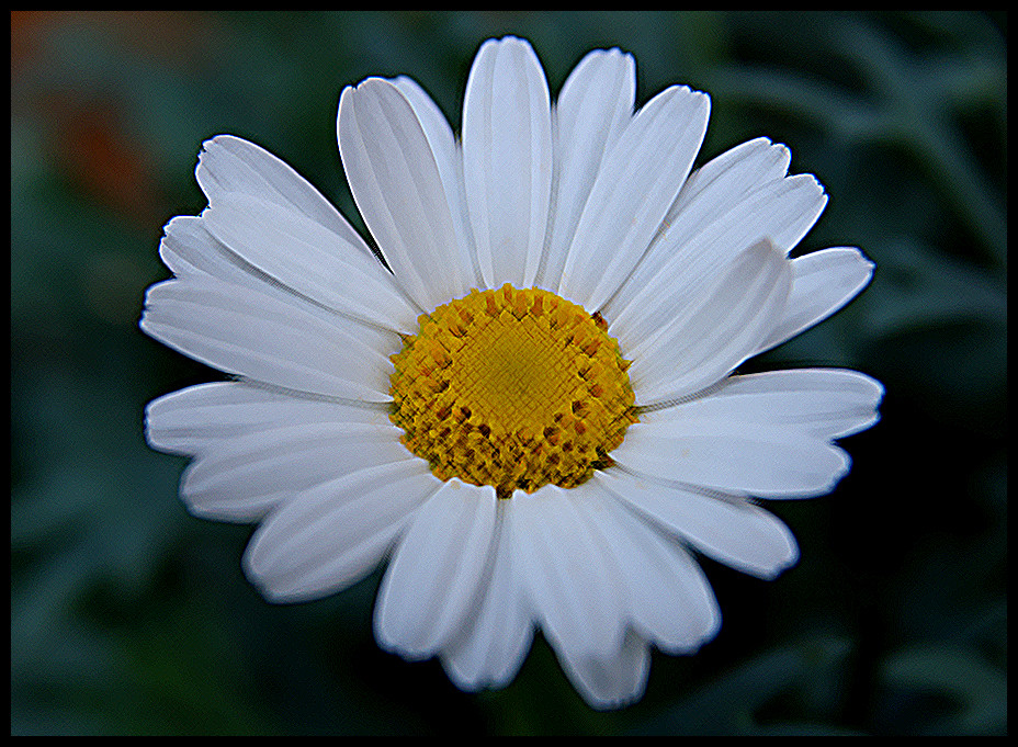 Gänseblümchen