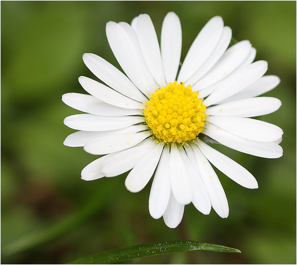 Gänseblümchen...