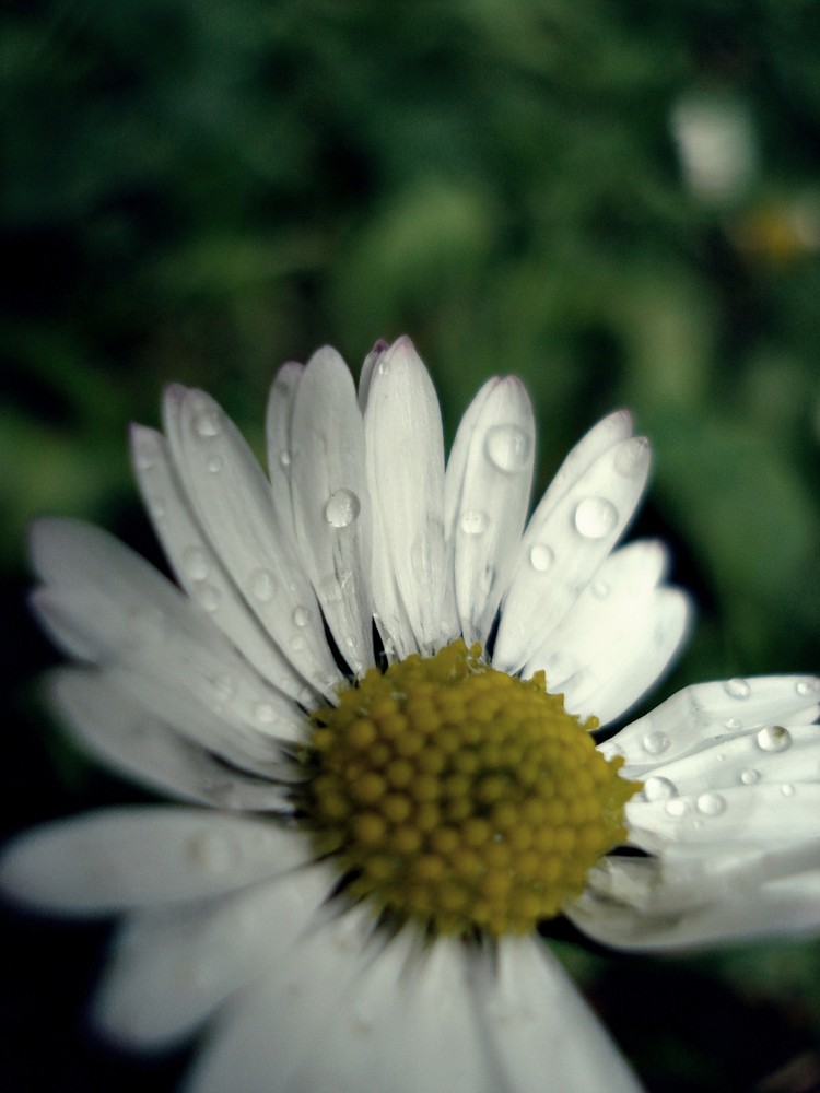 Gänseblümchen