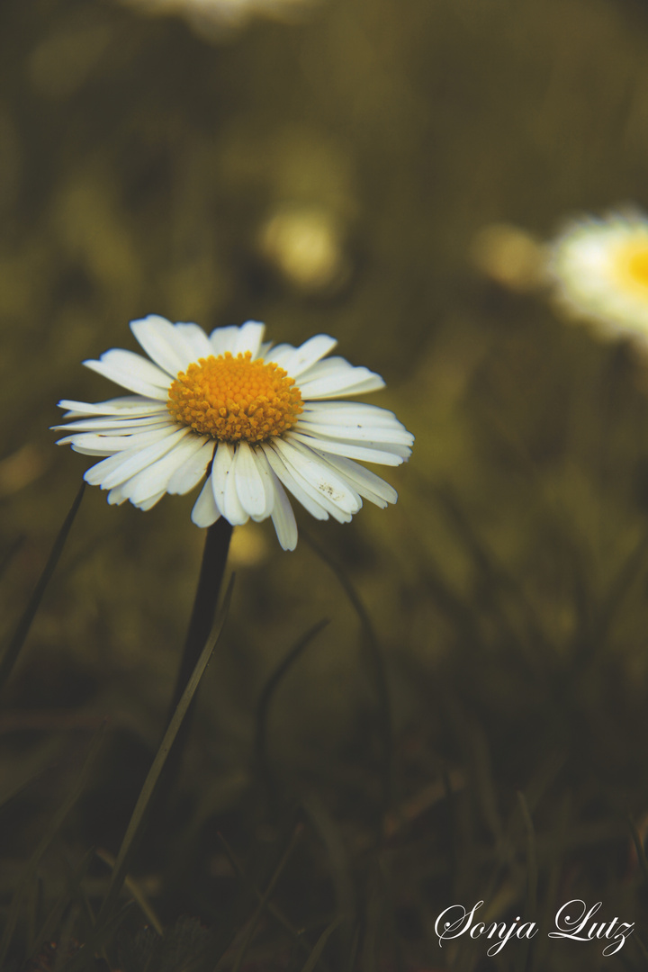 Gänseblümchen