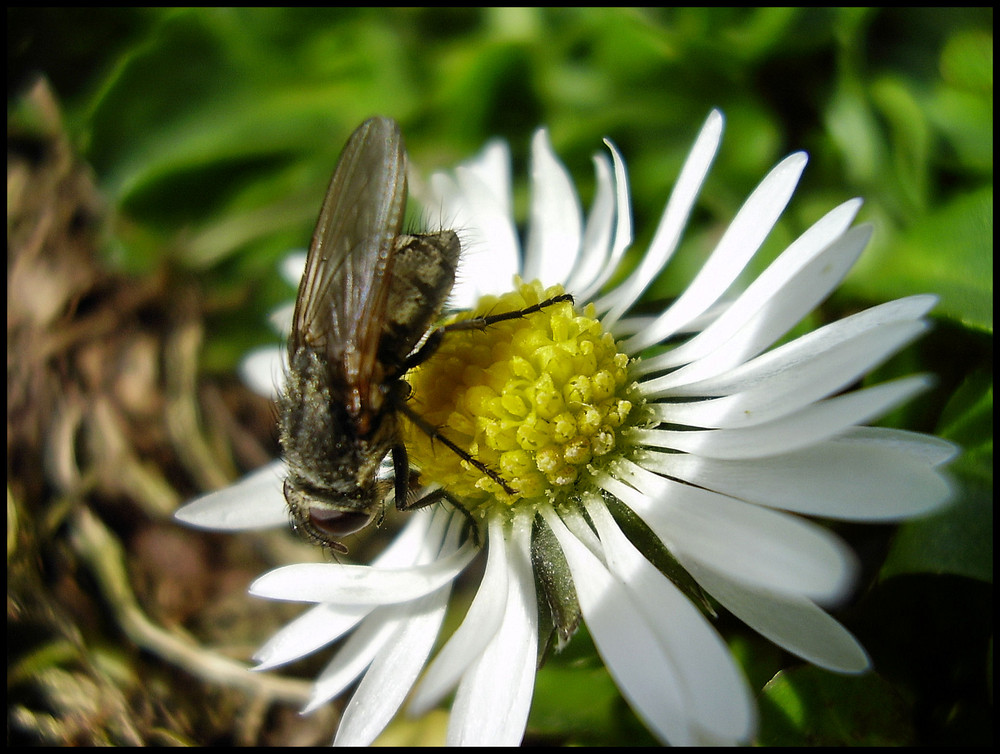 Gänseblümchen