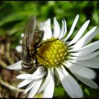 Gänseblümchen