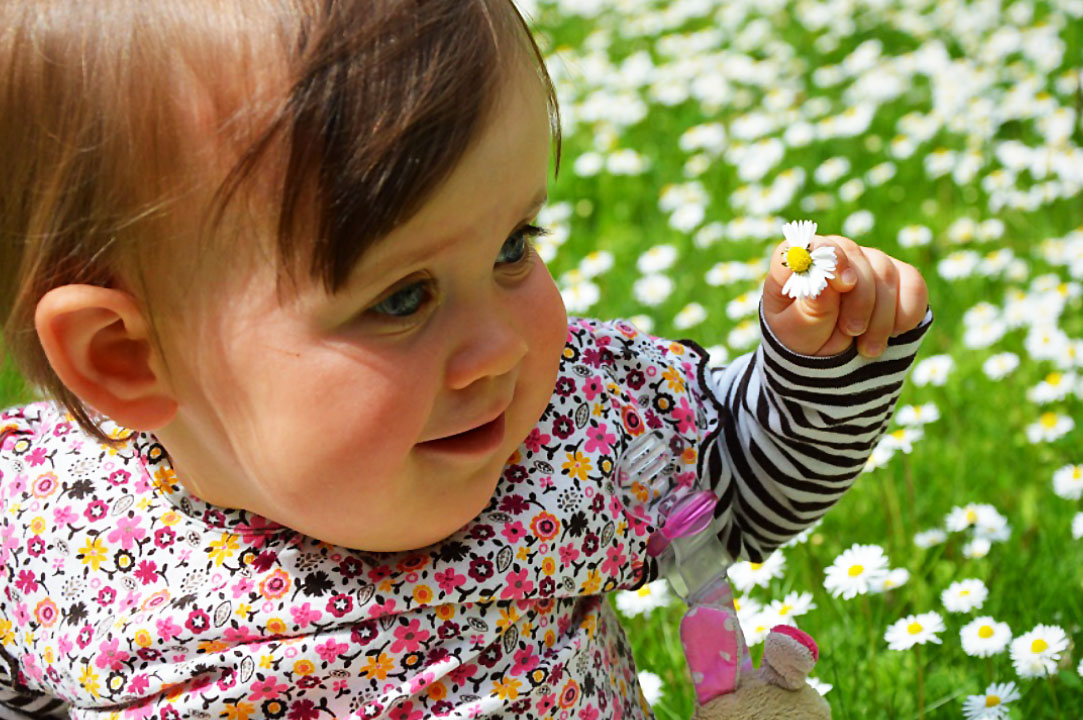 Gänseblümchen