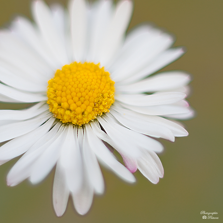 Gänseblümchen