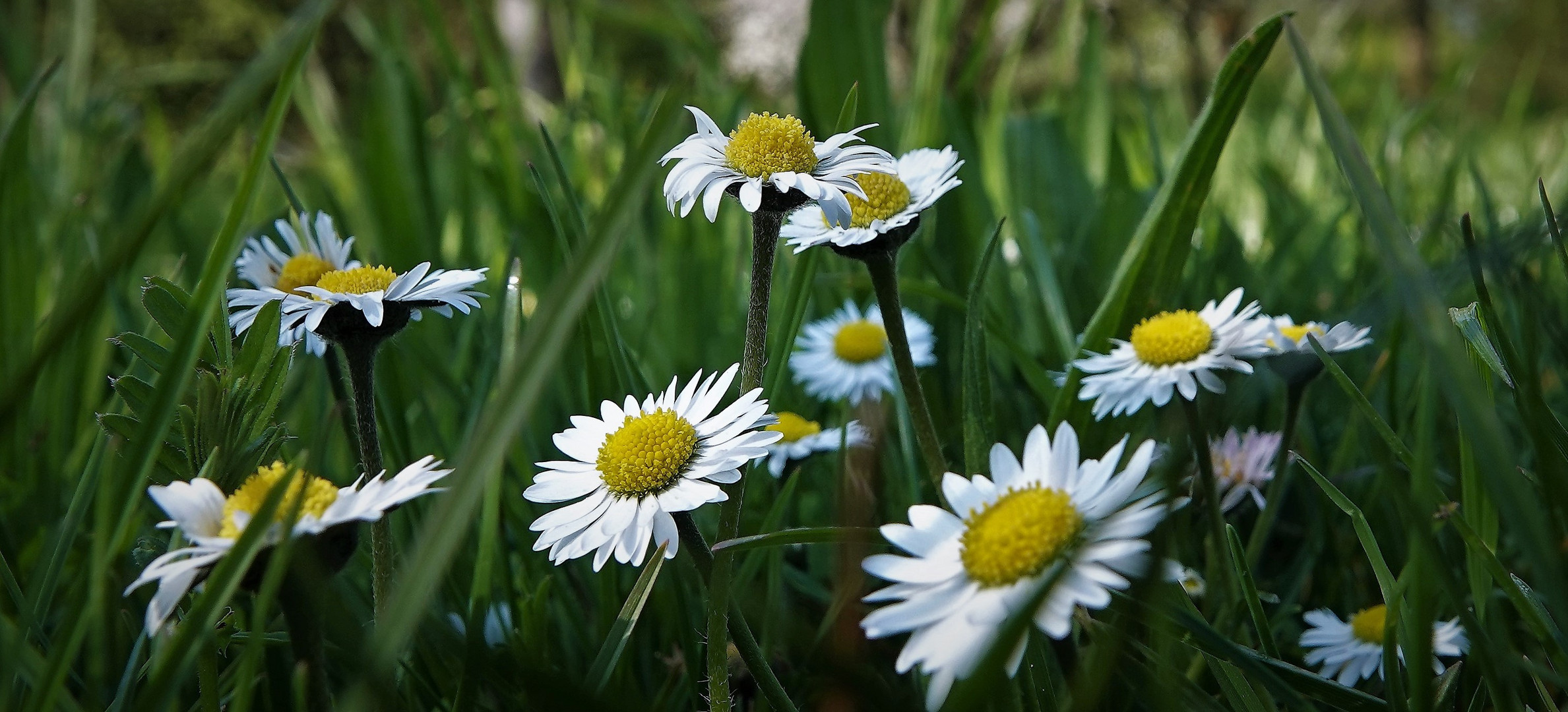 Gänseblümchen