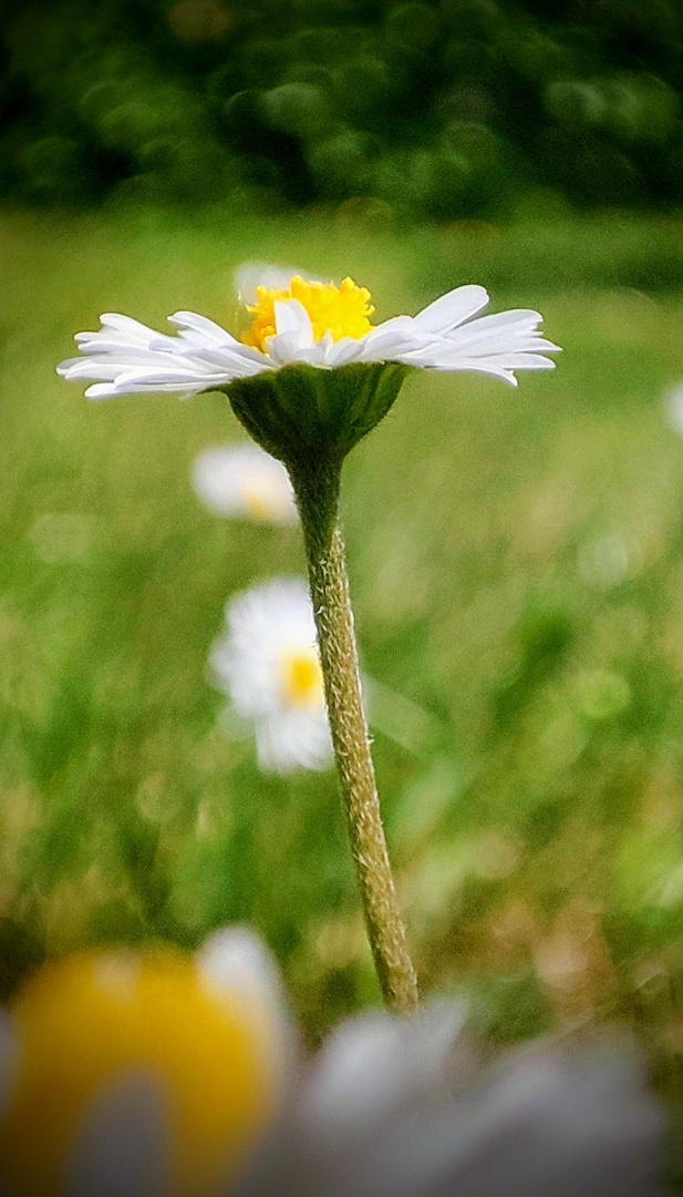 Gänseblümchen