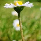 Gänseblümchen