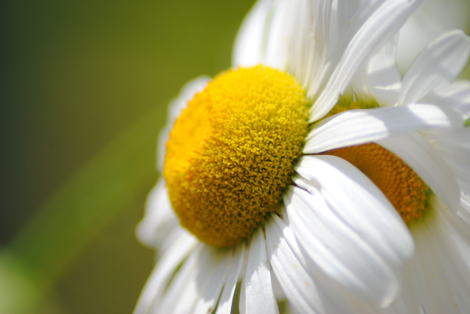 Gänseblümchen