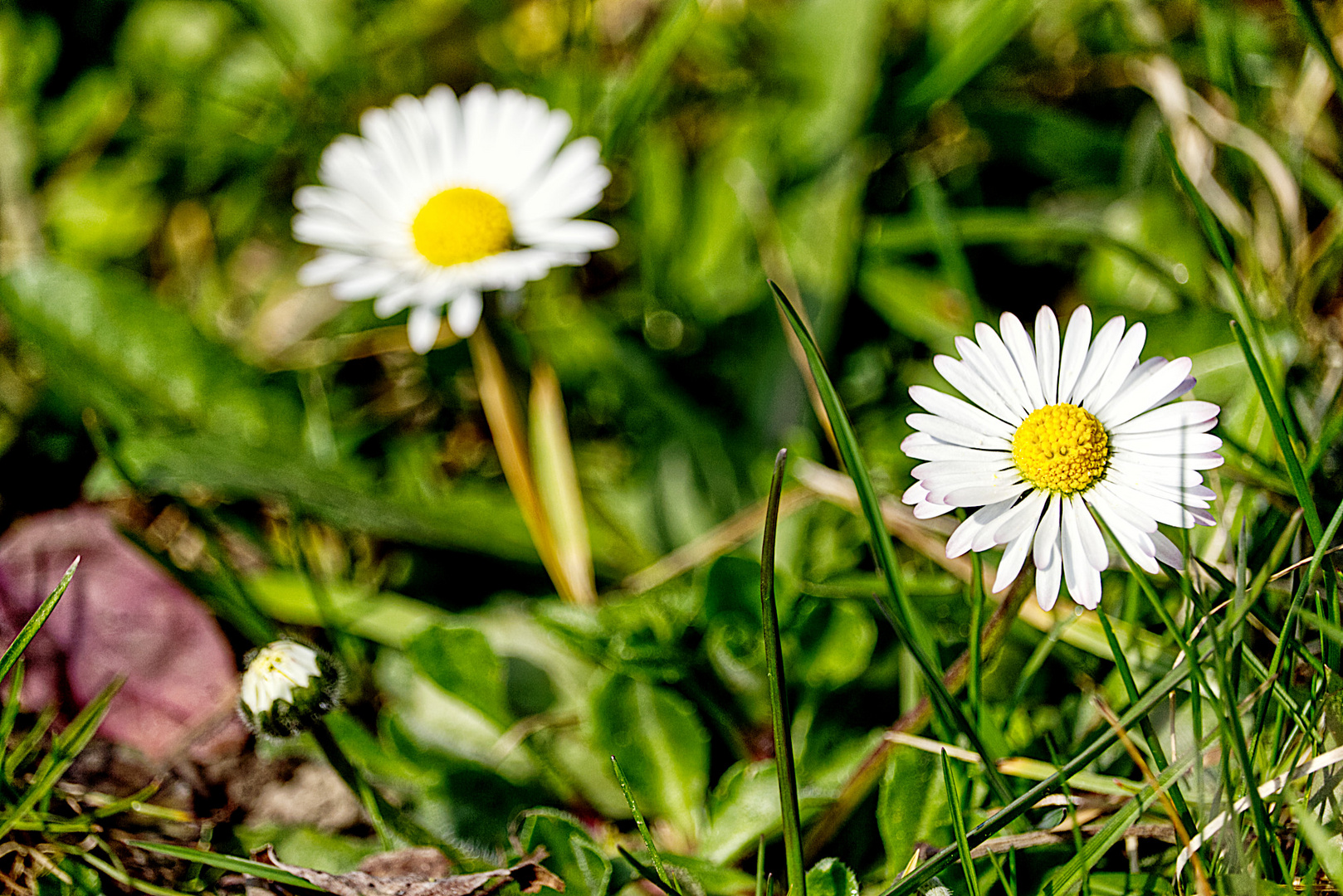 Gänseblümchen