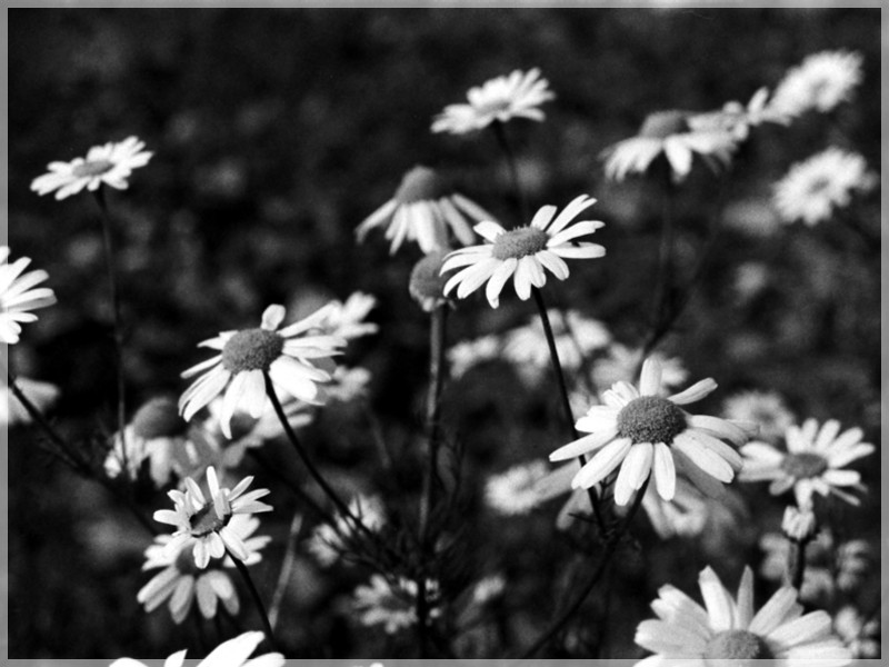 Gänseblümchen