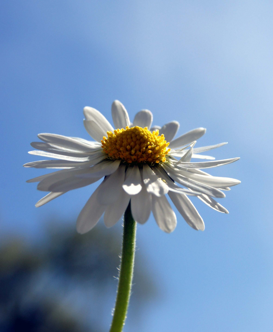 Gänseblümchen