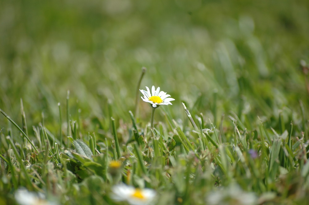 gänseblümchen