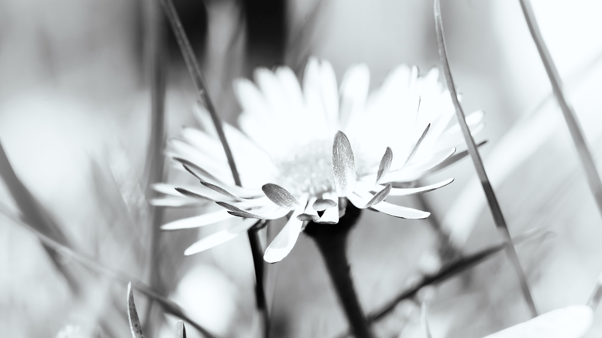 Gänseblümchen