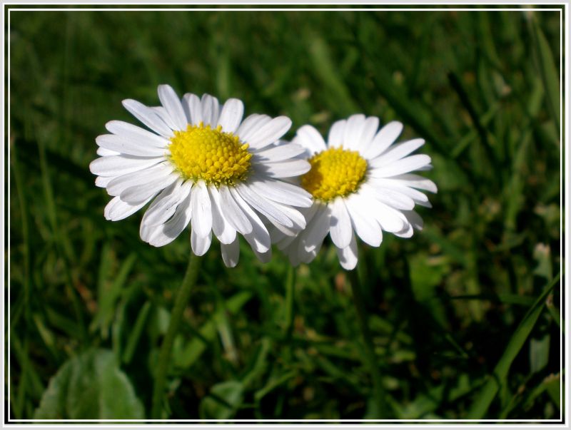 Gänseblümchen =)