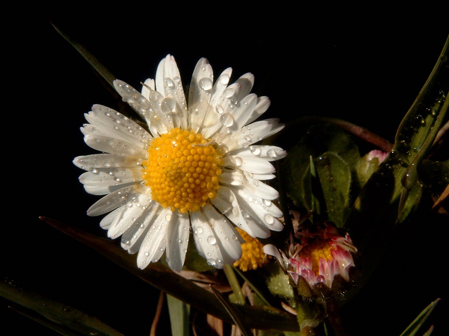 Gänseblümchen