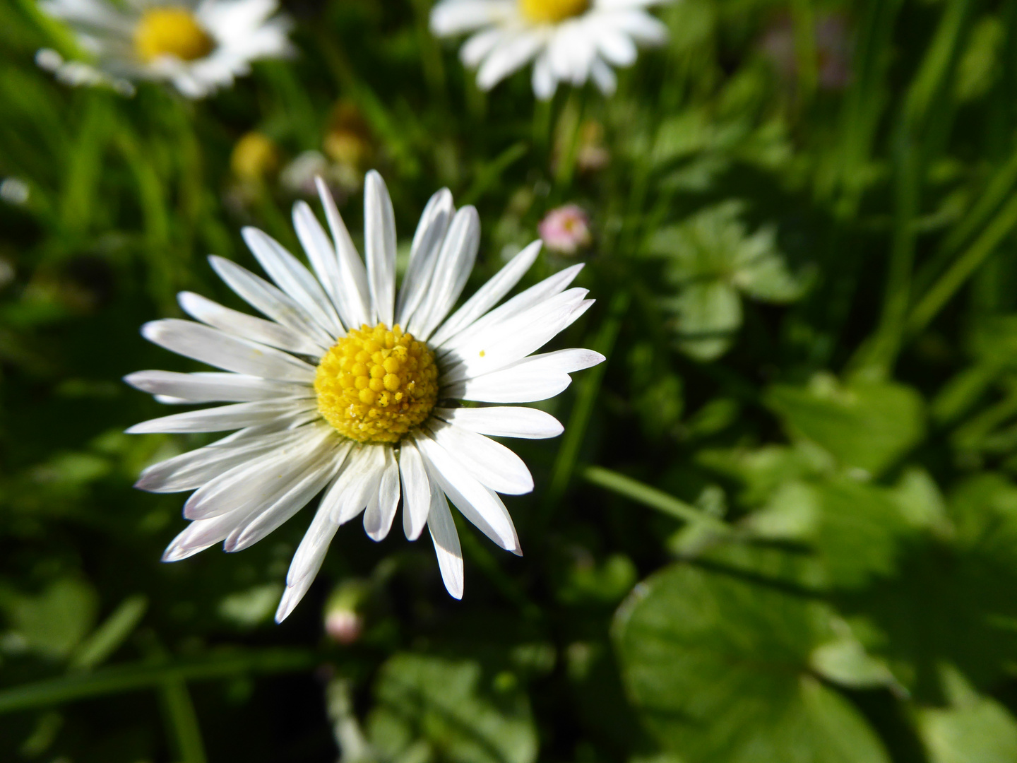 Gänseblümchen