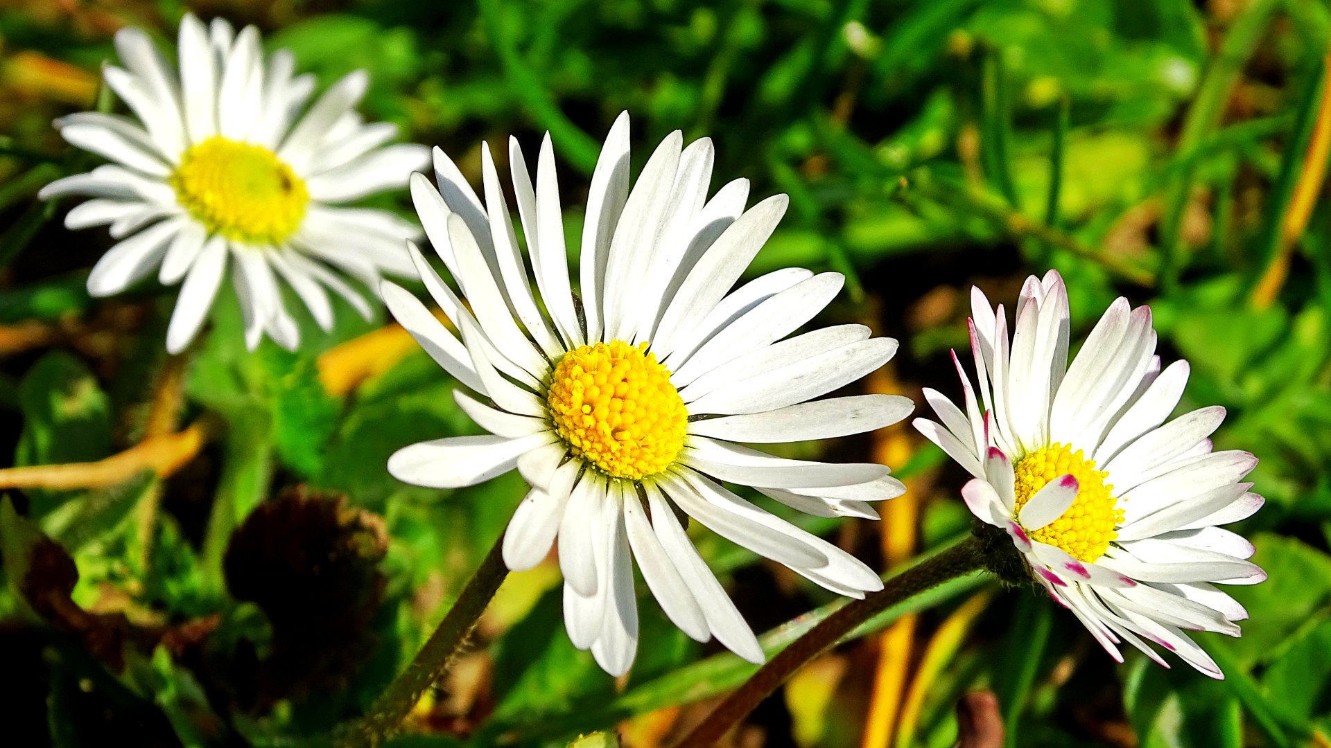 Gänseblümchen