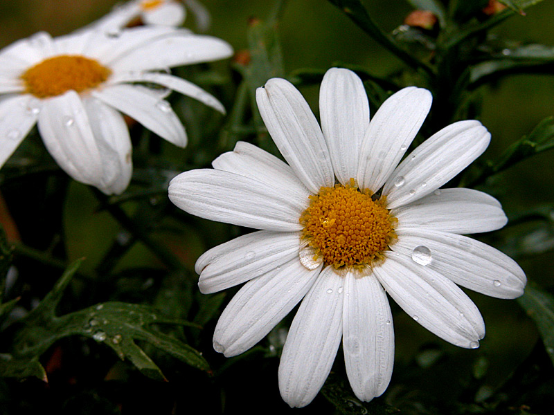 Gänseblümchen