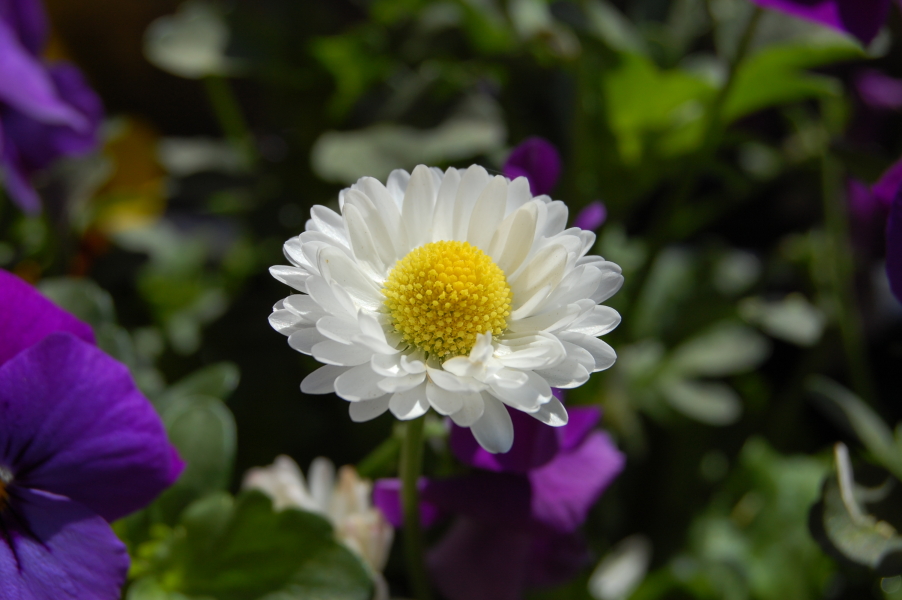 Gänseblümchen