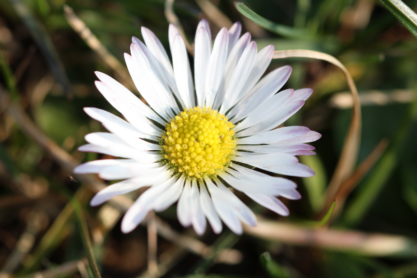 Gänseblümchen