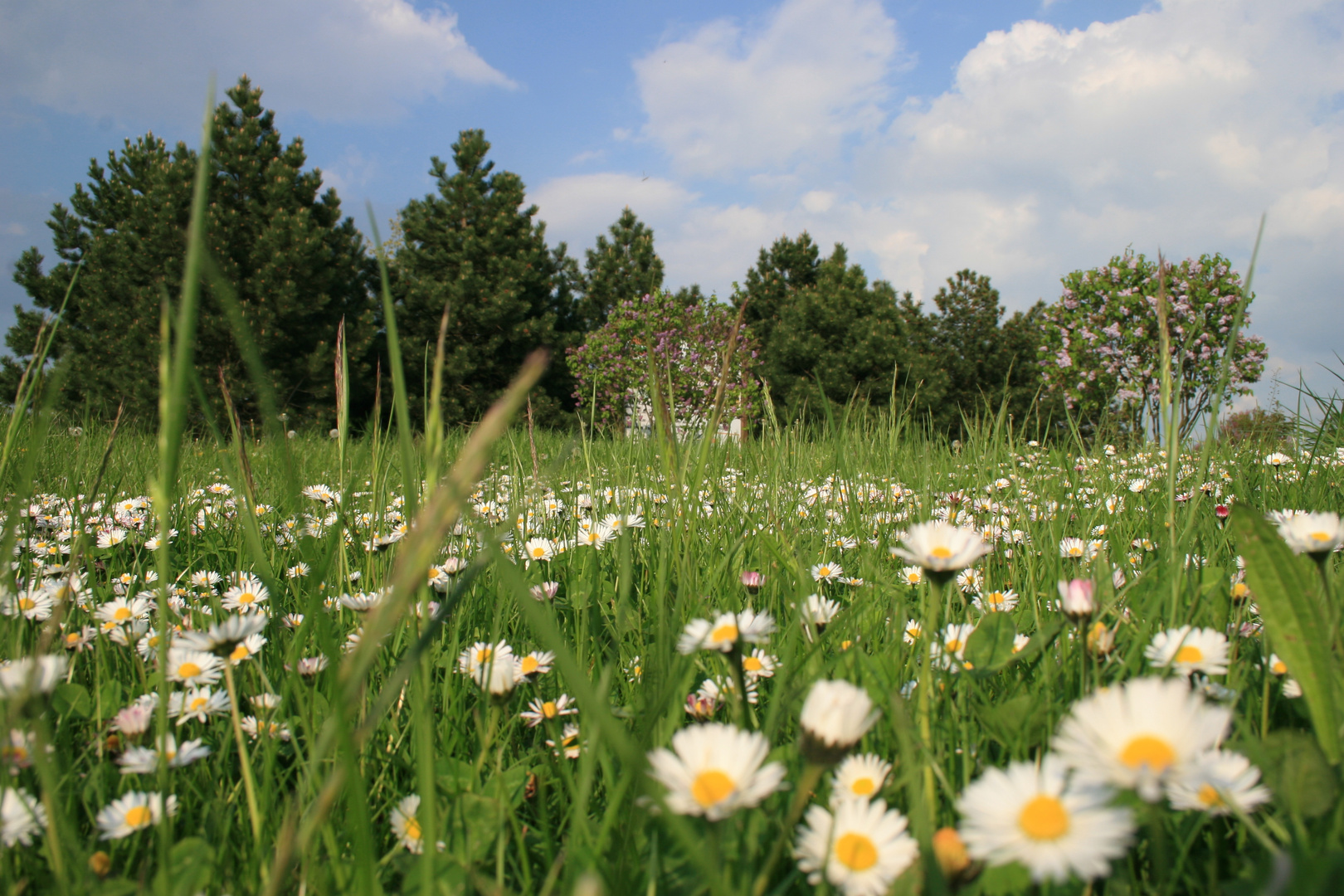 Gänseblümchen