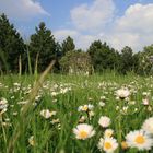 Gänseblümchen