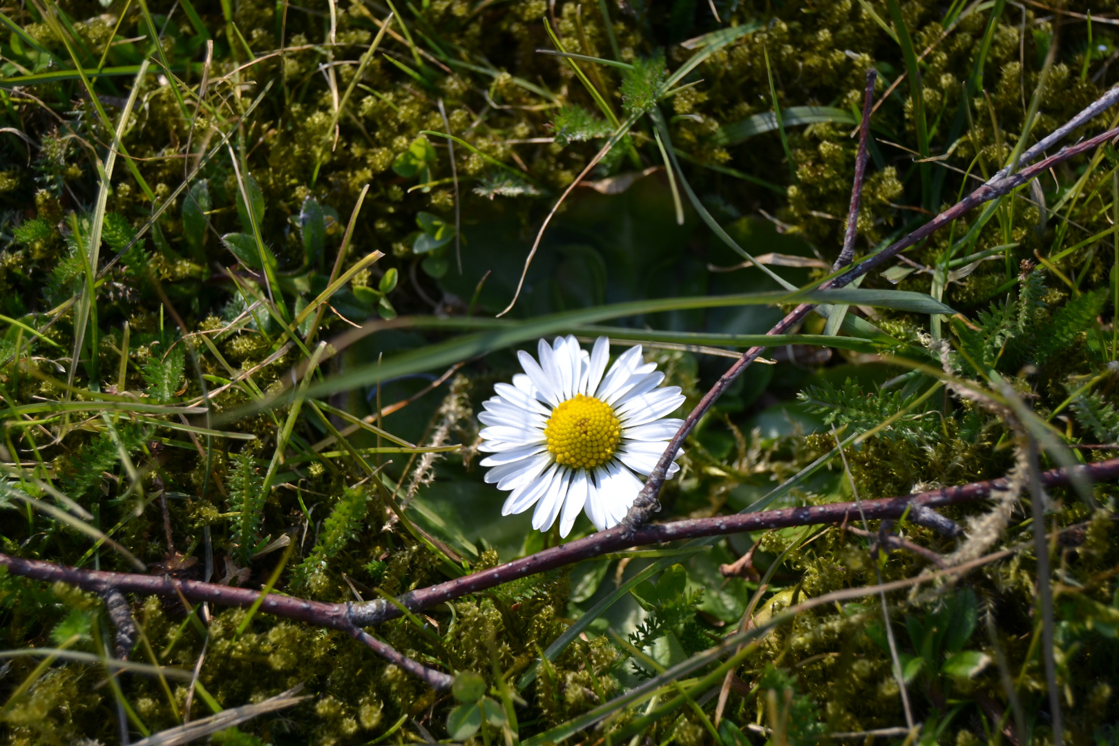 Gänseblümchen