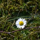 Gänseblümchen