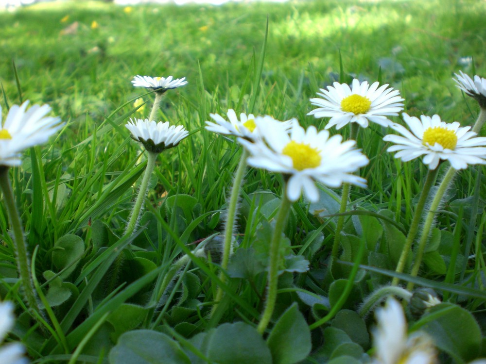 Gänseblümchen