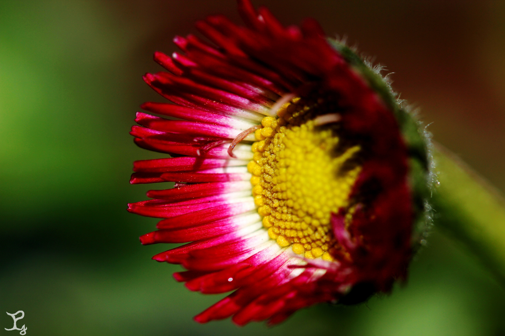 Gänseblümchen