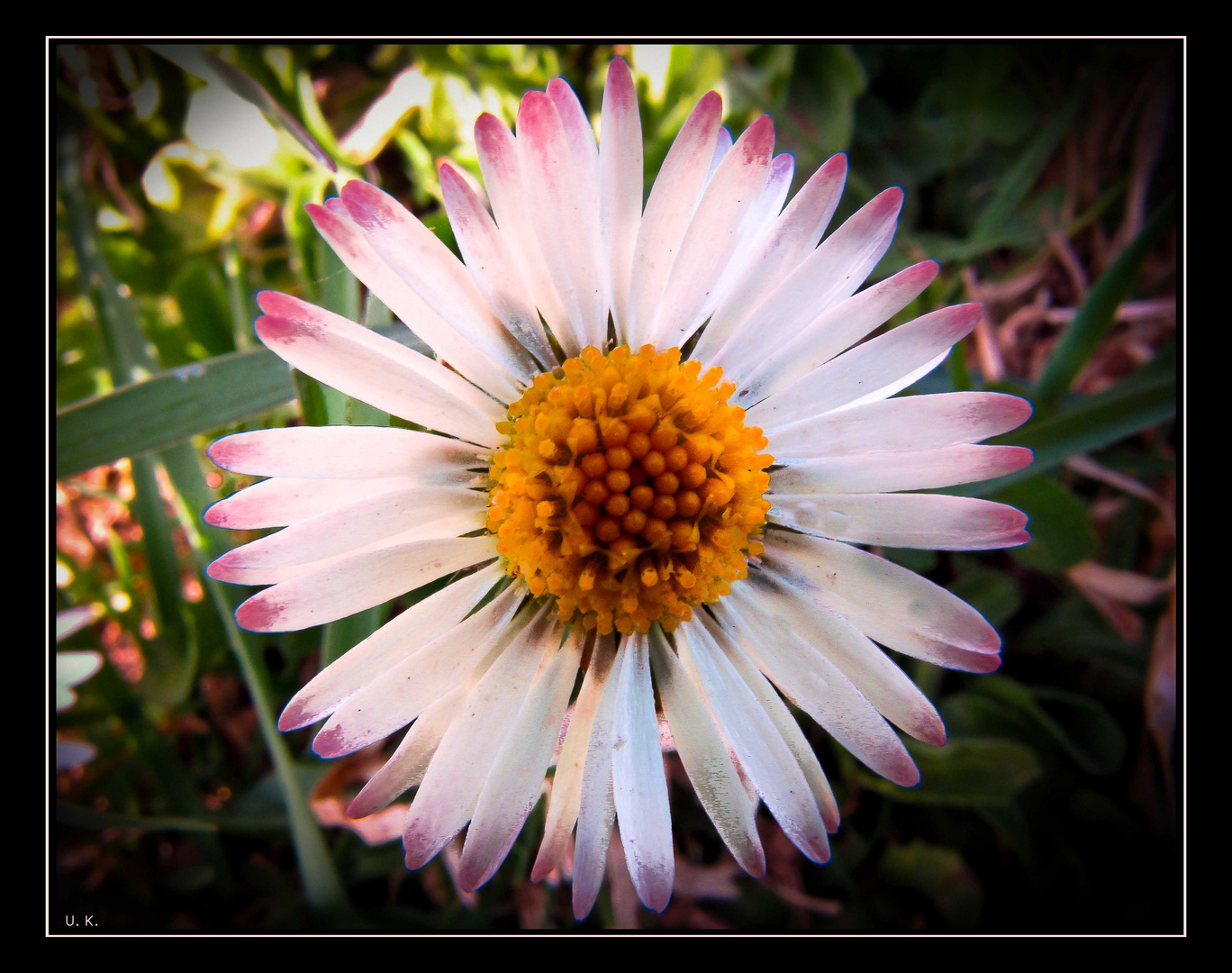 Gänseblümchen