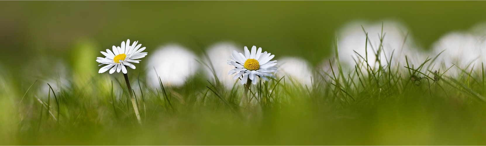 Gänseblümchen