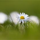 Gänseblümchen