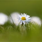 Gänseblümchen