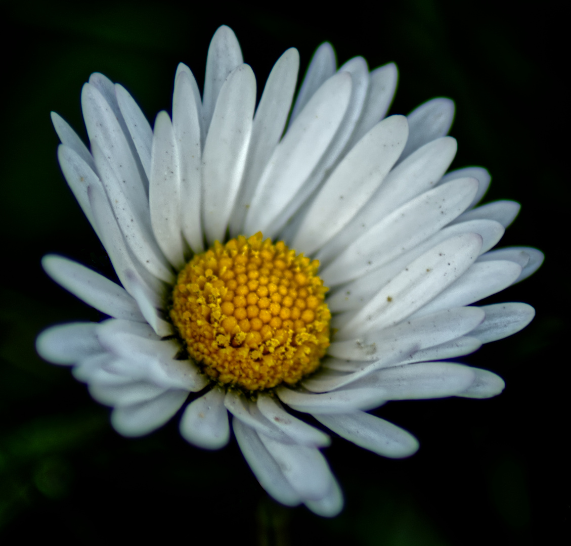 Gänseblümchen