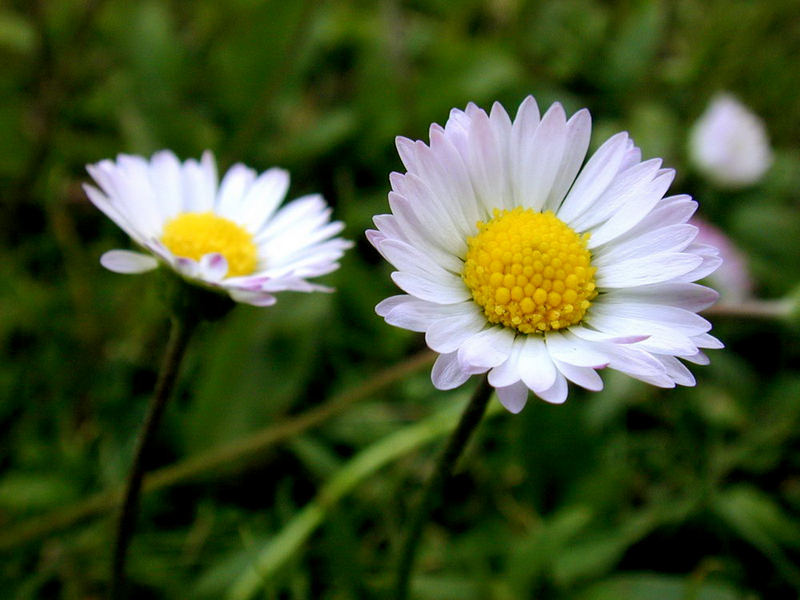 Gänseblümchen