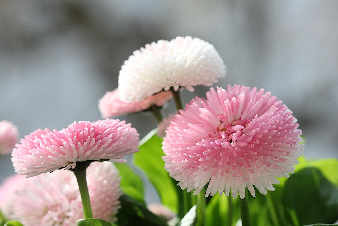 Gänseblümchen..