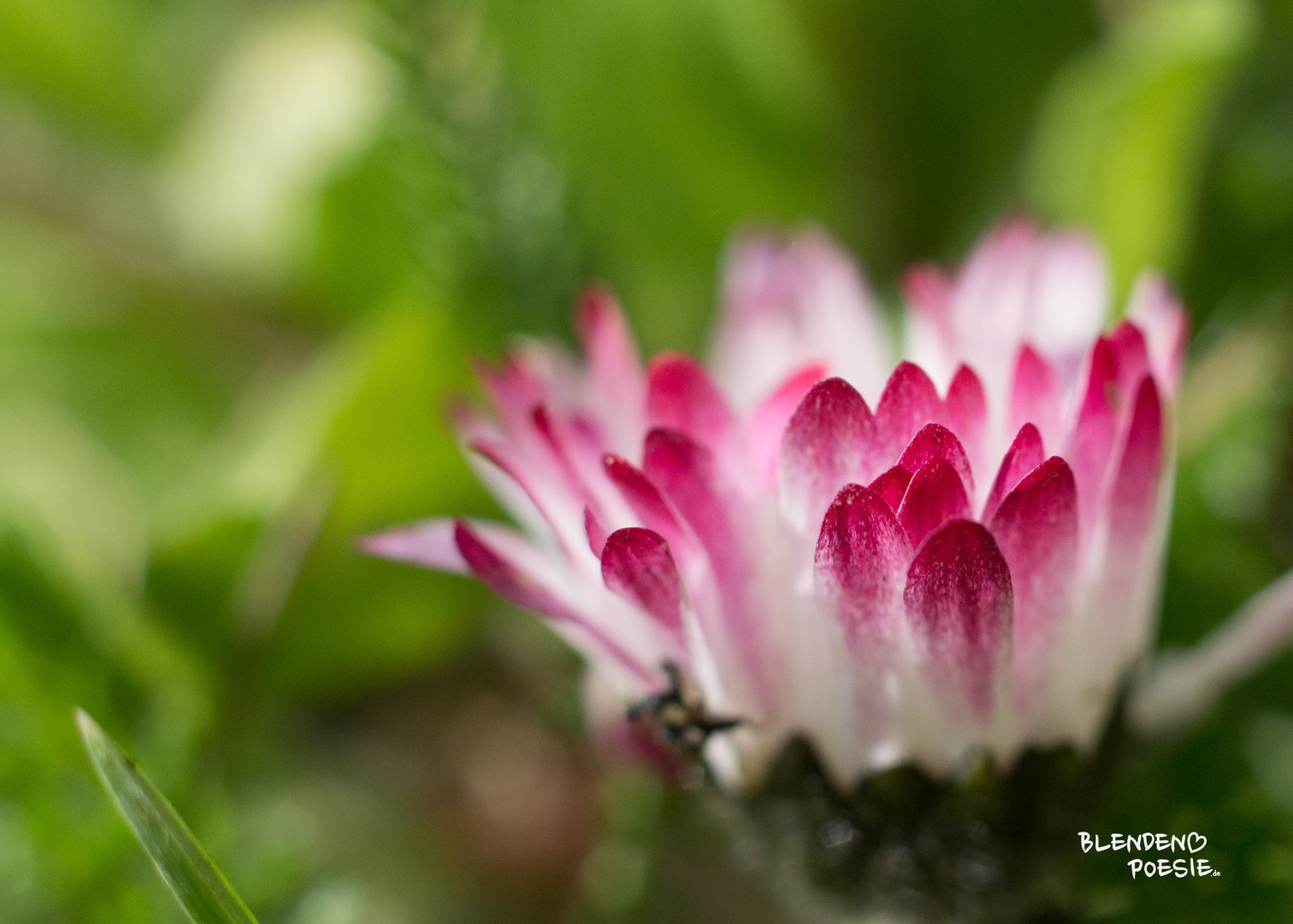 Gänseblümchen