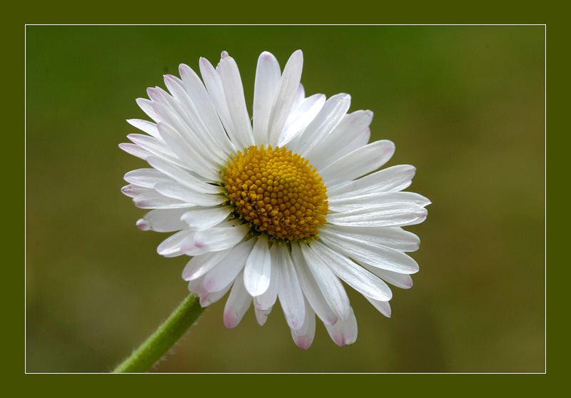 Gänseblümchen