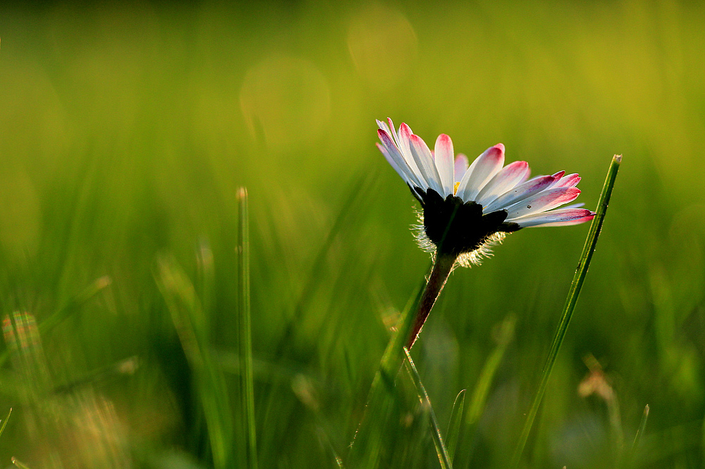 Gänseblümchen