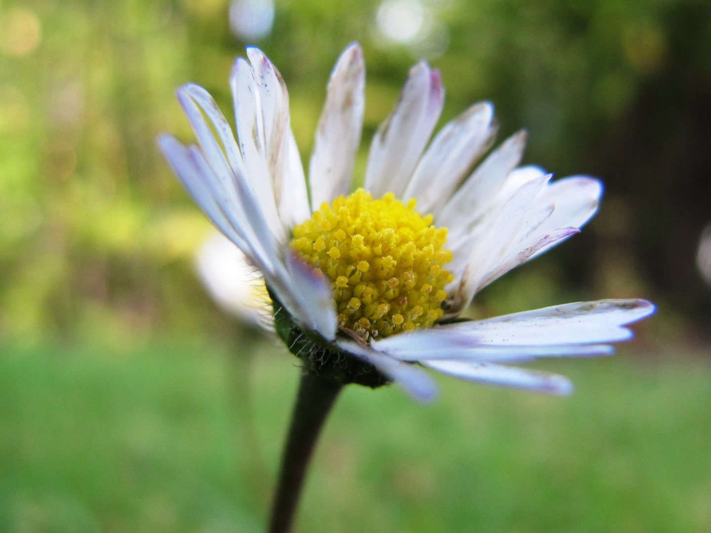 Gänseblümchen